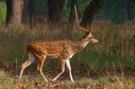 Pench National Park