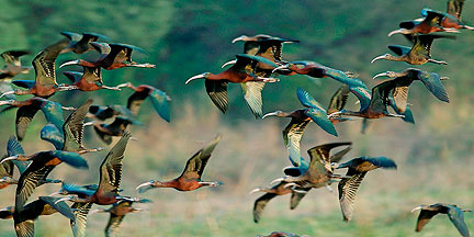 Golden Triangle (Agra, Bharatpur & Jaipur)