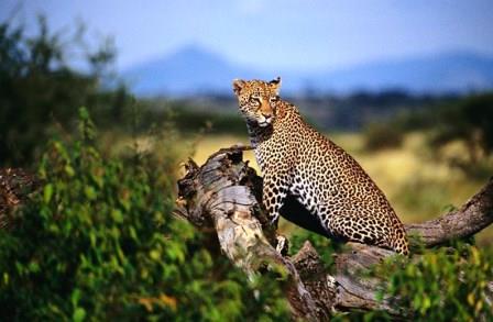 Sariska National Park